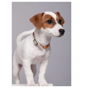 Baltic Secret Amber Dog Collar